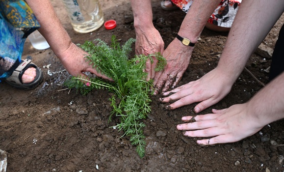 A bright green yarrow plant being planted in soil with five hands patting down on the soil.
