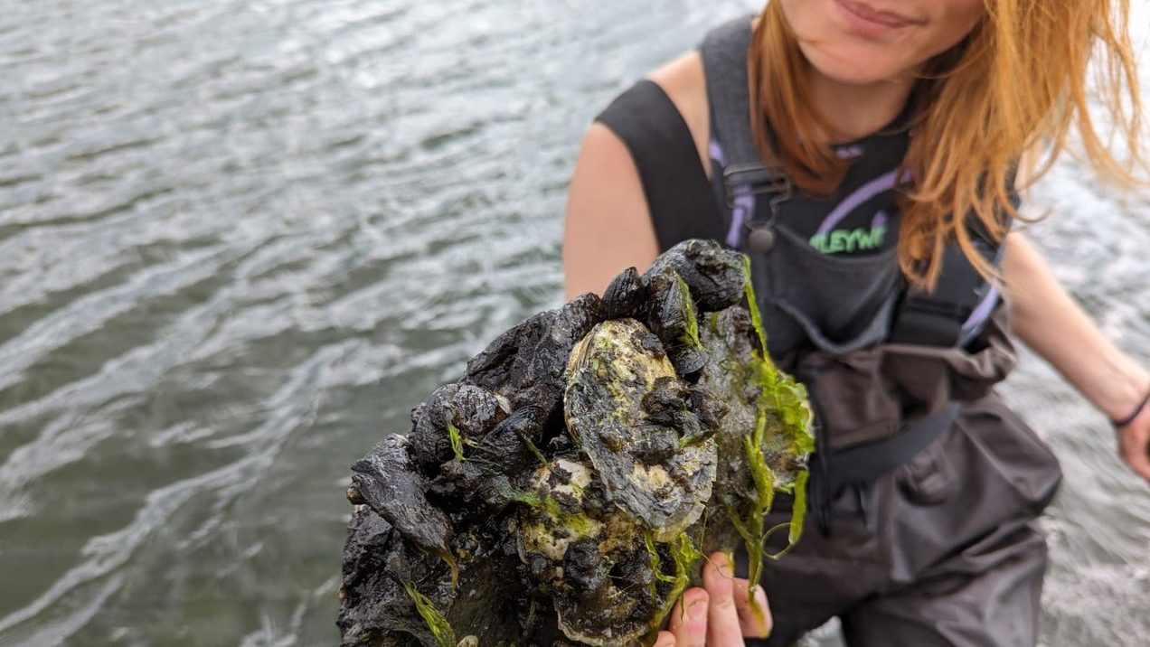 Dal researcher Kat Kabanova is wearing hip waders in a harbour of water, holding a cluster of oysters.