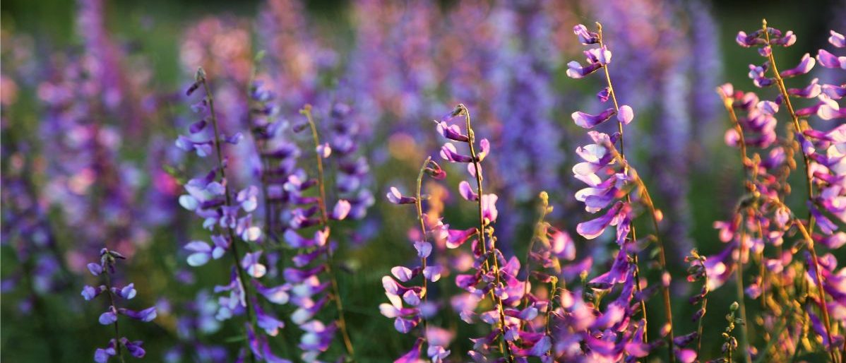 A field full of purple flowers at sunset
